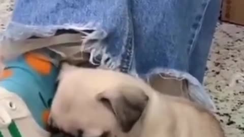 pupps and kittens of 2021 cute