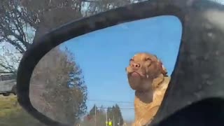 Flapping In The Wind