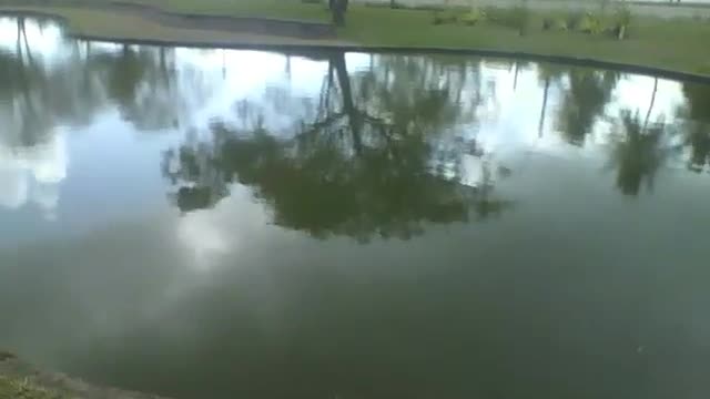 O lago do museu de ciências, reflete as árvores, os carros passam na rua [Nature & Animals]