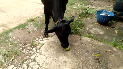 Feed the black cow with mangoes