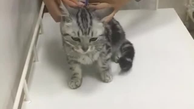 Funny cat injection videos