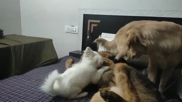 Cute Dog 🐕 Fighting