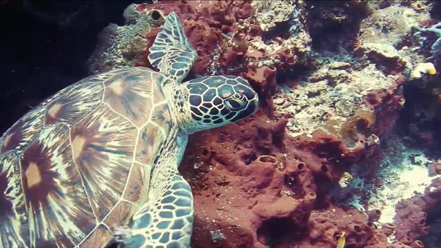 Video to Animation of Sea Turtle