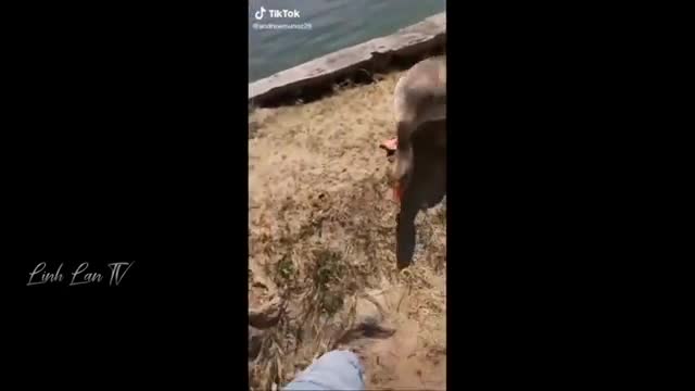 Funny Moments Of The Year Compilation 😆🔥🐷 PA