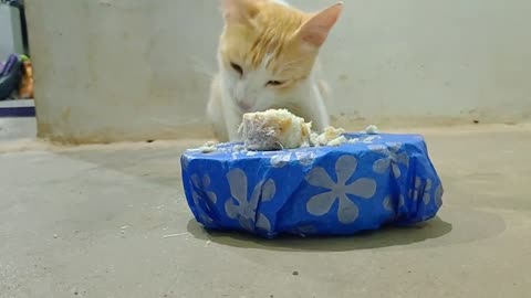 Happy birthday 🎂 mosakutty🐈🤩😍🎉🎈