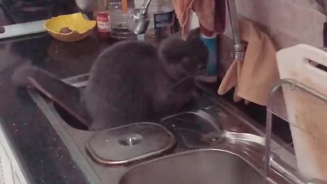 cats go to the toilet in Kitchen Sink