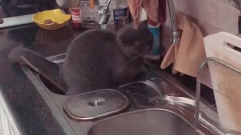 cats go to the toilet in Kitchen Sink