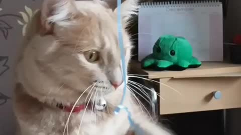 kitten VS Balloon it's my life