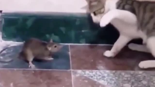 Can and Mouse cute fight