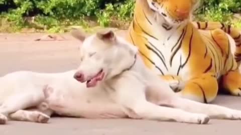 Animal funny