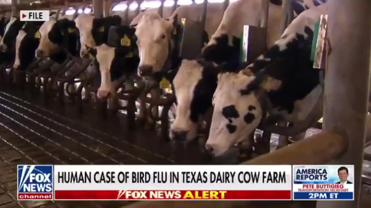 TERRIFYING: Bird Flu Infects Human Through Cow At Texas Dairy Farm