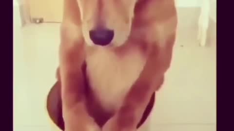 Funny dog