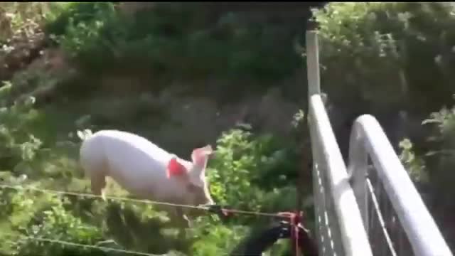 Electric Fence vs Animals