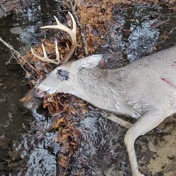 My First 8 Point in Gun Season
