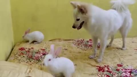 cute bunnies baby and Indian Spitz dog