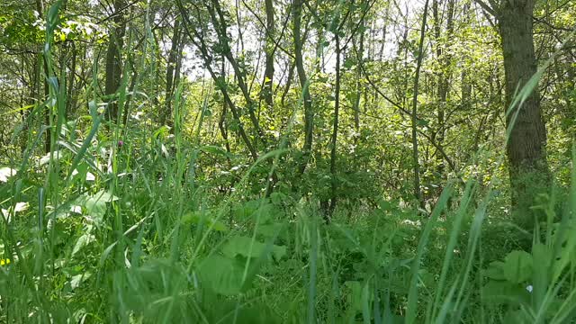 Sounds of nature: birds in the swamp