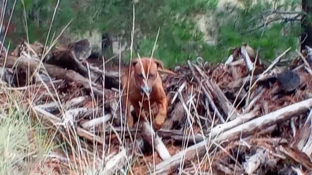 The Unstoppable Rhodesian Ridgeback, Mister Brown