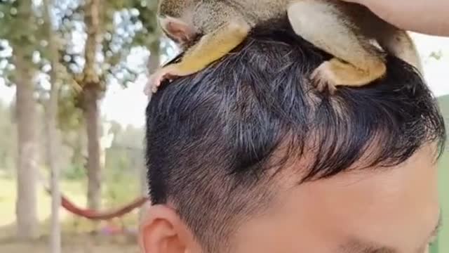 The little macaque fell asleep on the keeper's head