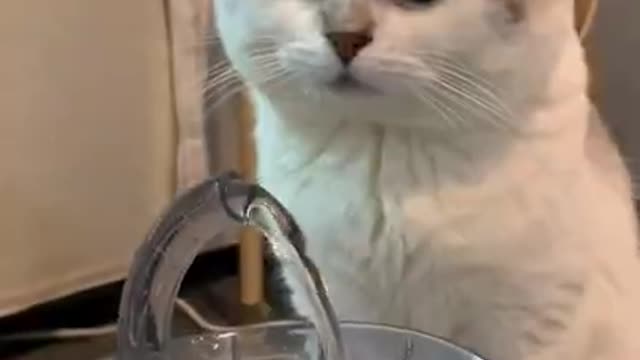 Funny cat (try not to laugh challenge)