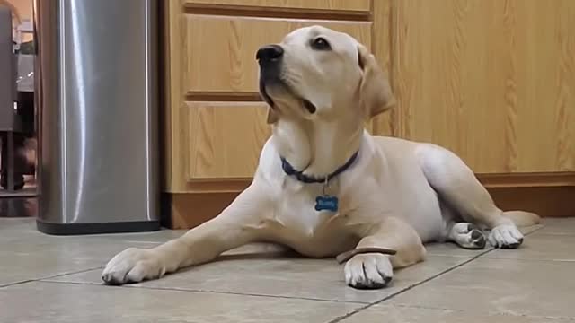 dog video funny