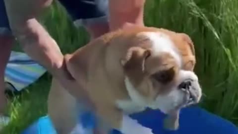 Funny video Dog and cut