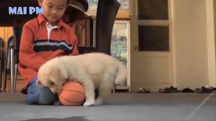 Best Of Cute Golden Puppies ever