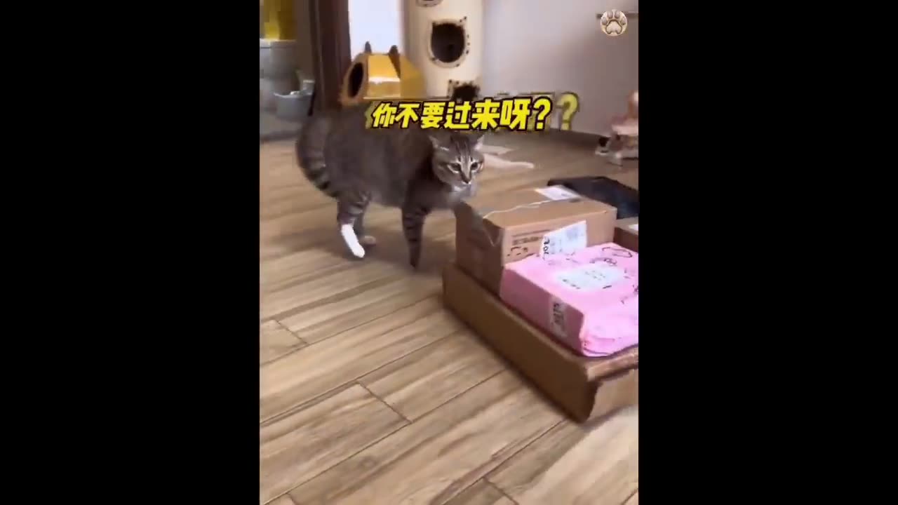 New funny animal video 😹