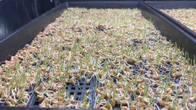 Micro greens sneak peek!!!