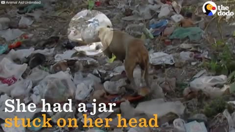 Stray Dog With Jar Stuck On Head Is So Glad To See Rescuers