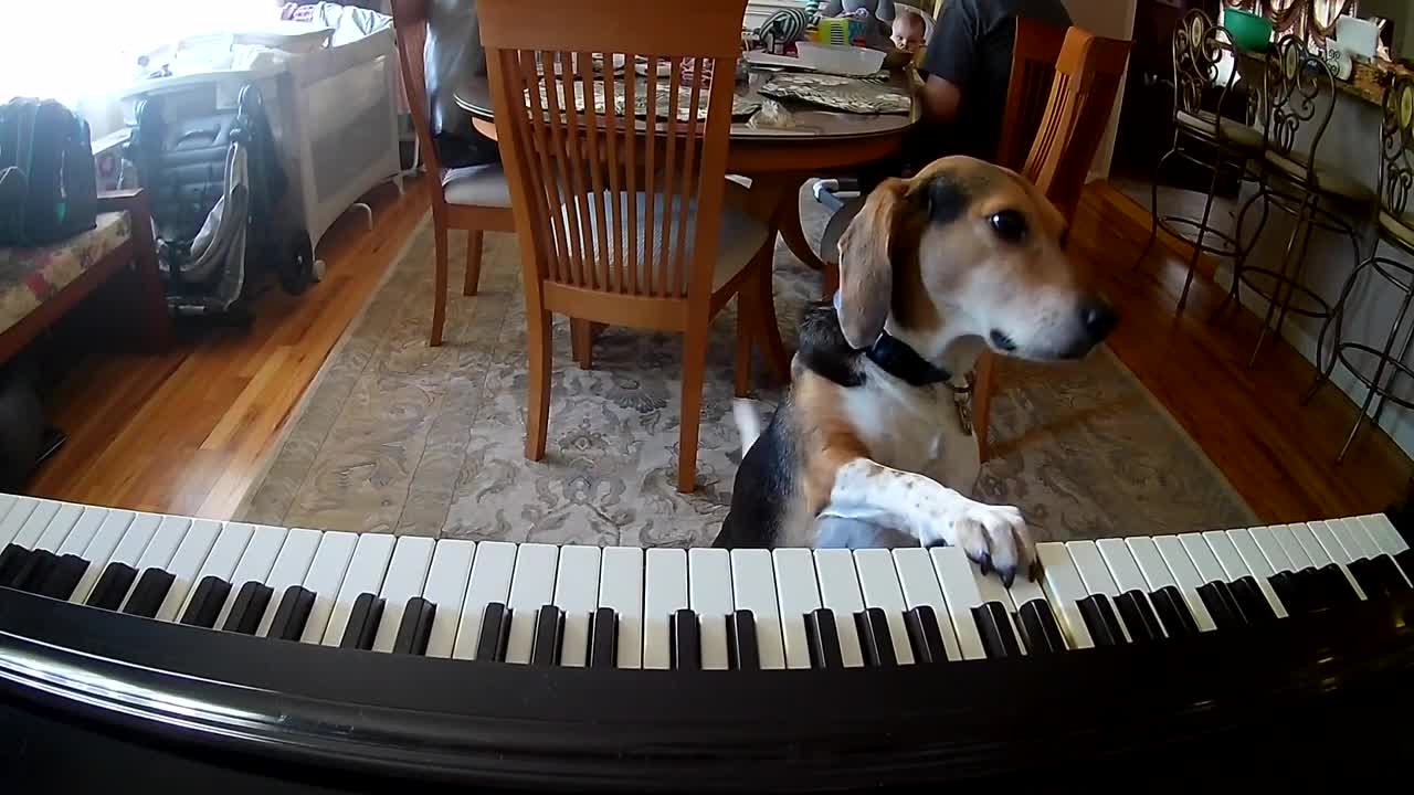 Cão Pianista Inacreditável.