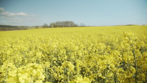 Tall yellow crops under a blue sky