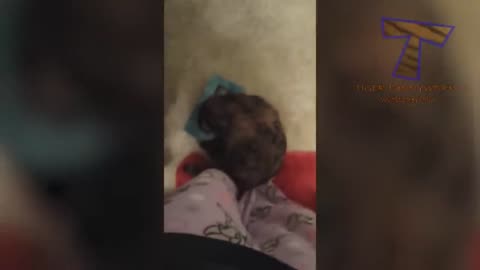Funny Cat videos 🤣🤣🤣 😺🐈🐈🐈😺😺