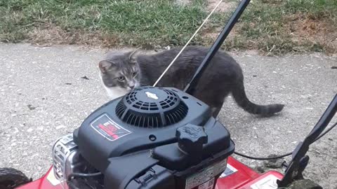 Kitties Loves being Outside in the Yard..