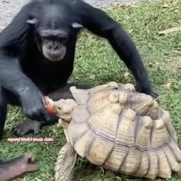 wildlife animals in 4k video, funny video