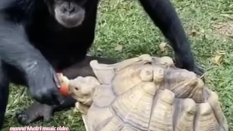 wildlife animals in 4k video, funny video