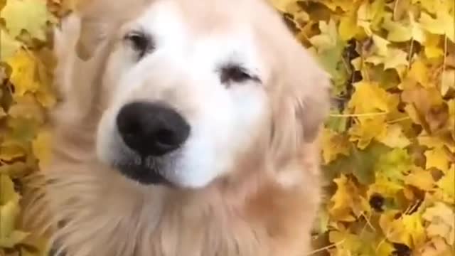 Happy Dogs Equals Happy Owners