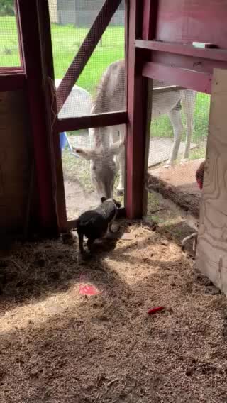 Jack meeting new friends.