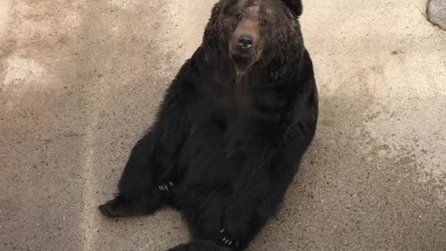 Praying Bear