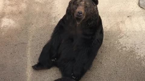 Praying Bear