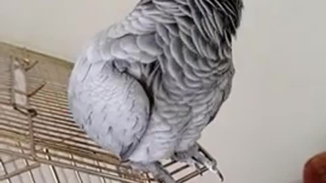 parrot dancing