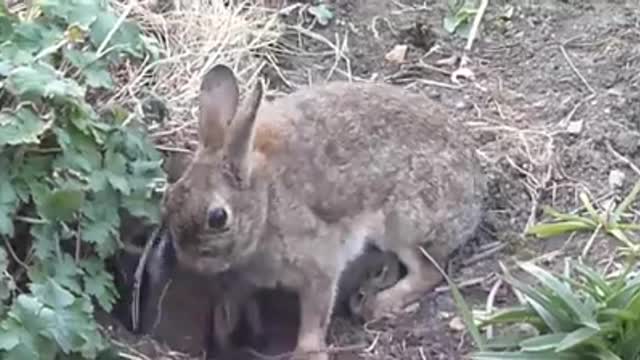 Cute Animals Giving birth/RABBITH,MONKEY AND SQUIRREL