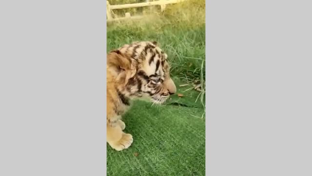A cute panther playing.