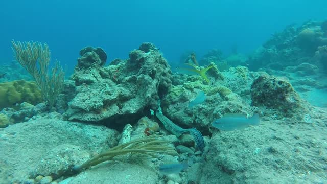 Sea under water snake