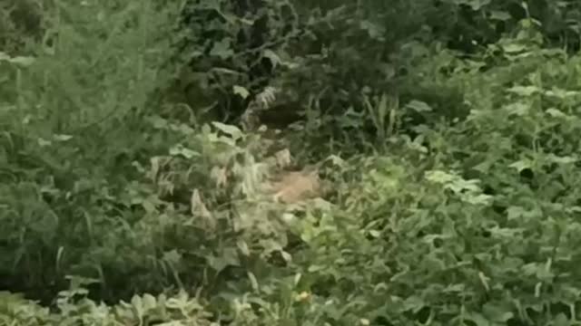 black bear foraging