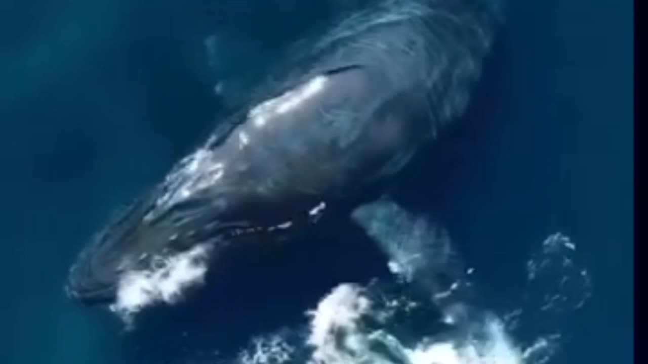 Big whale with dolphins 🐋