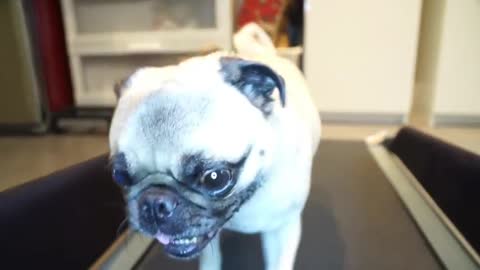 Cute Pug Jogging On Treadmill!