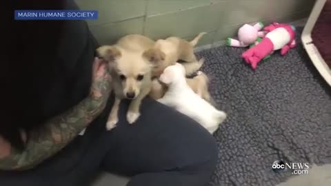 Mother Dog Elated After Reunited With Her Puppies