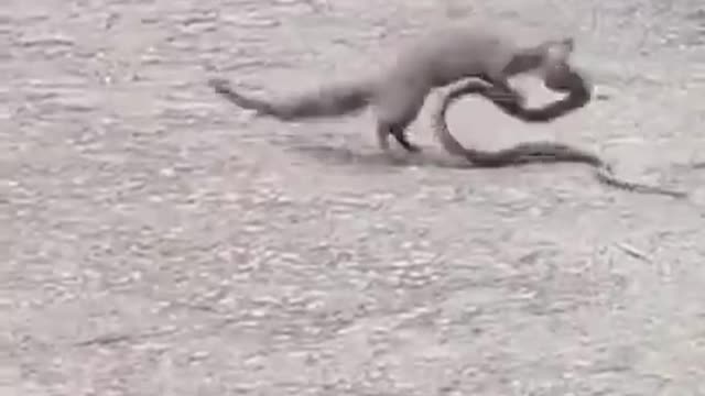 Snake & mongoose fighting