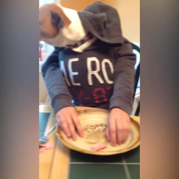 Dog With Human Hands Chows Down On Plate Of Ham Slices