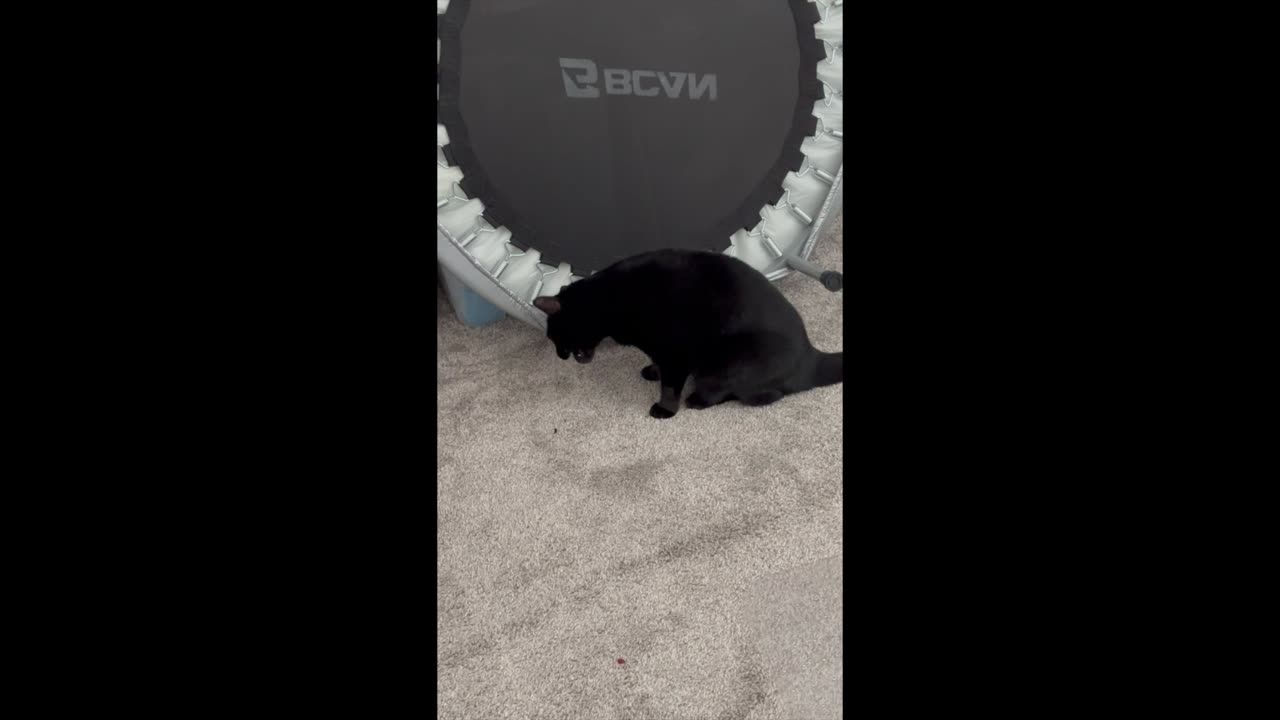 Adopting a Cat from a Shelter Vlog - Cute Precious Piper Inspects a Mini Trampoline for the Office